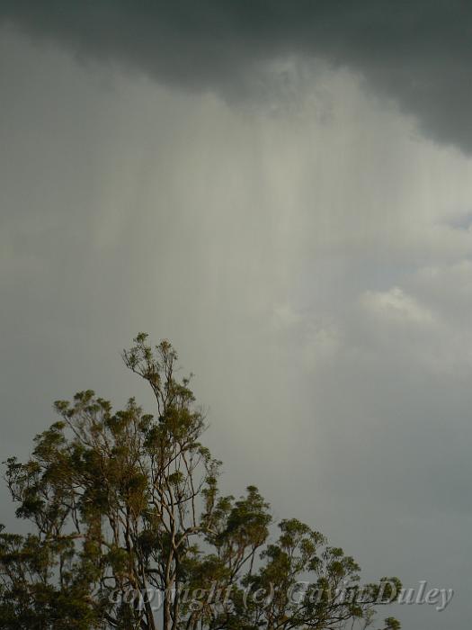 Storm light, Cunningham's Gap P1080052.JPG